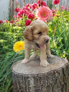 Lex cockapoo puppy on a tree trunk