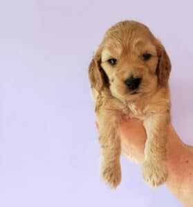 Luna female cockapoo puppy Purple Background