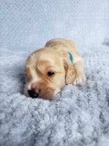 Lucas male cockapoo puppy laying down