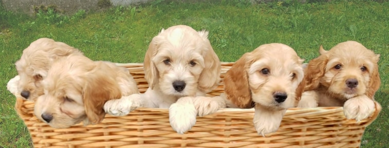 5 chiots Cockapoo dans un panier