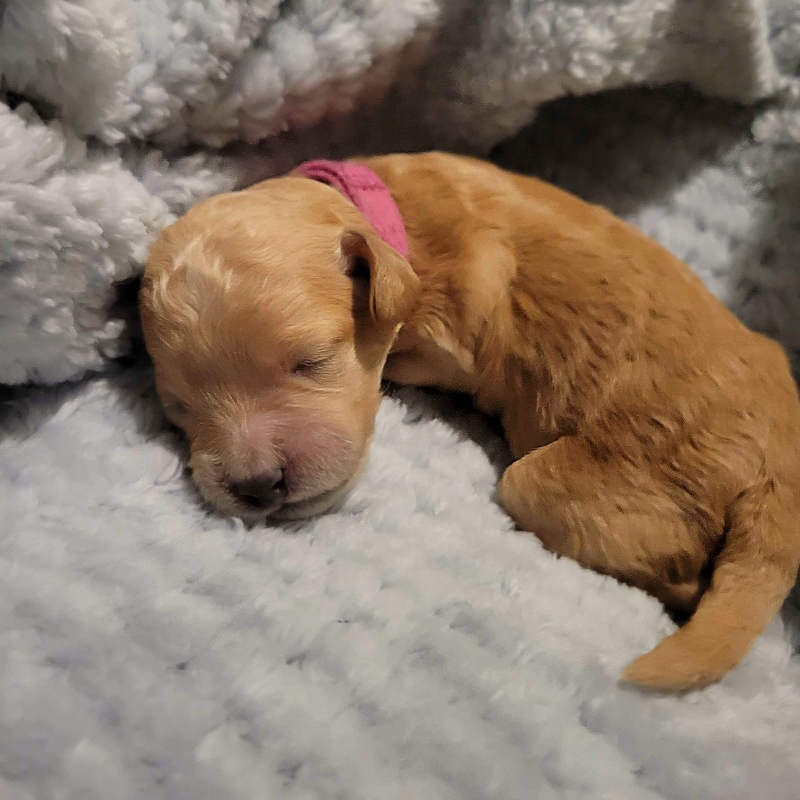 Mini Cockapoo Chiot Femelle