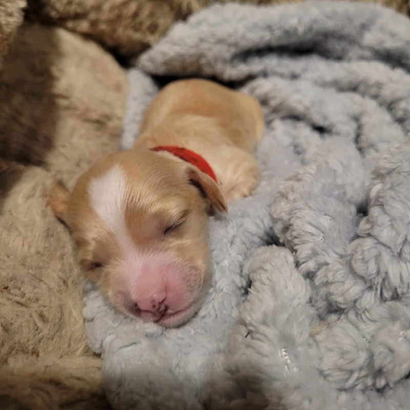 Mini Cockapoo Chiot Male