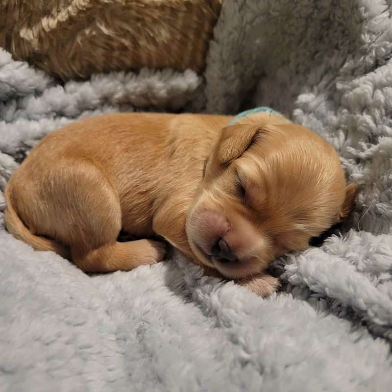 Mini Cockapoo Chiot Male