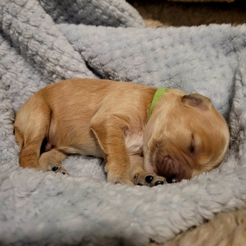 Mini Cockapoo Chiot Male