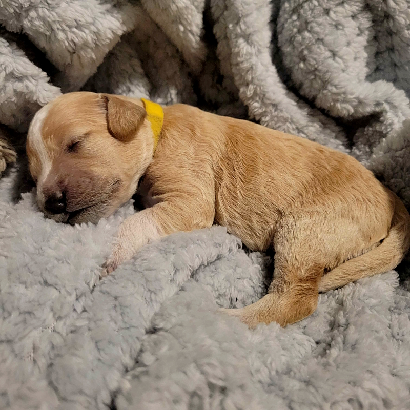 Mini Cockapoo Chiot Femelle