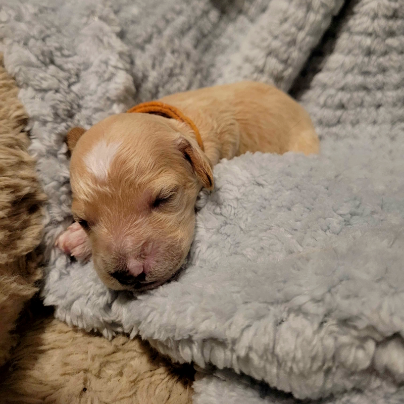 Mini Cockapoo Chiot Male