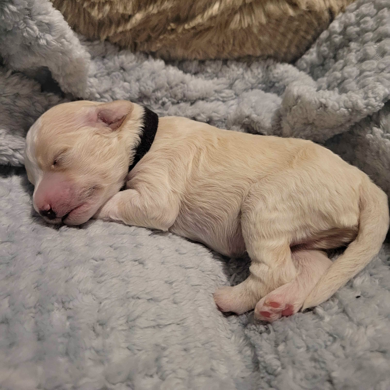 Mini Cockapoo Chiot Male