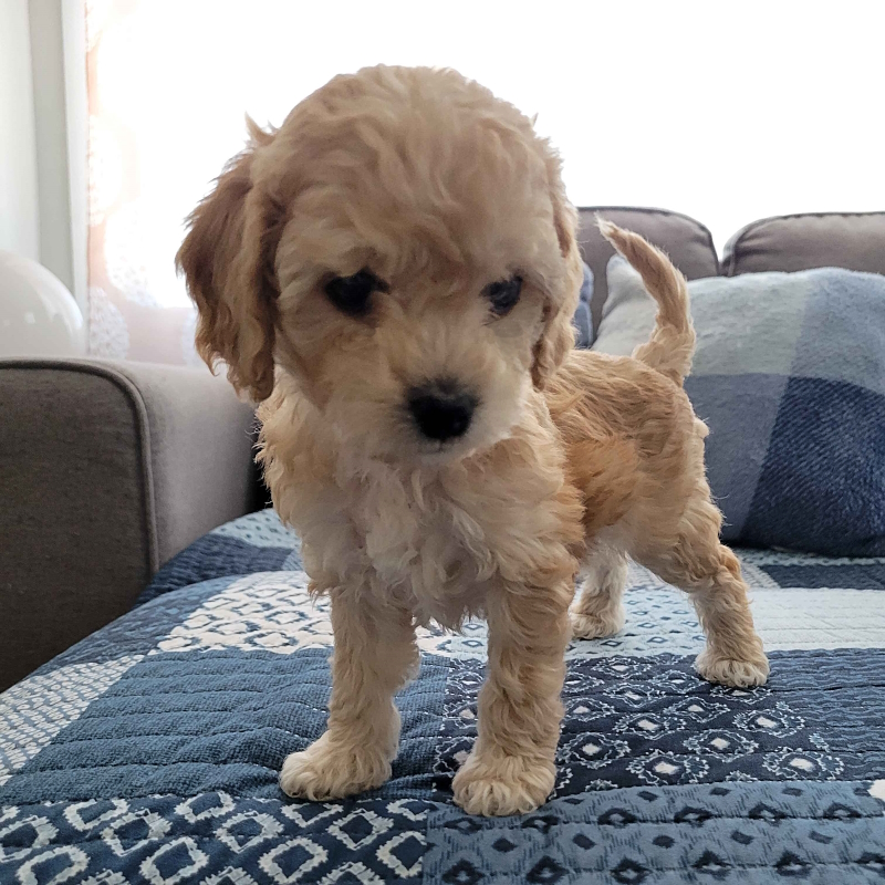Mini Cockapoo Puppy - Coco 24