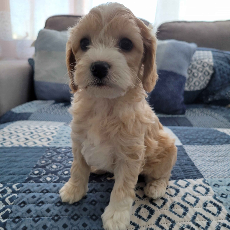 Mini Cockapoo Puppy - Jack 24