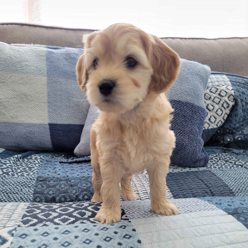 Mini Cockapoo Puppy - Kory 24