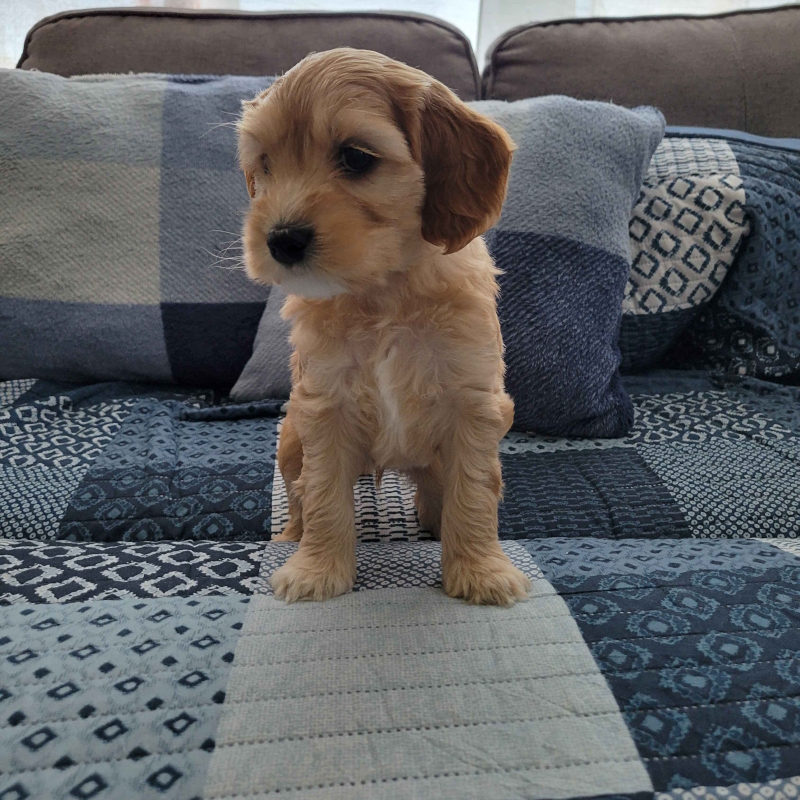 Mini Cockapoo Puppy - Milo 24