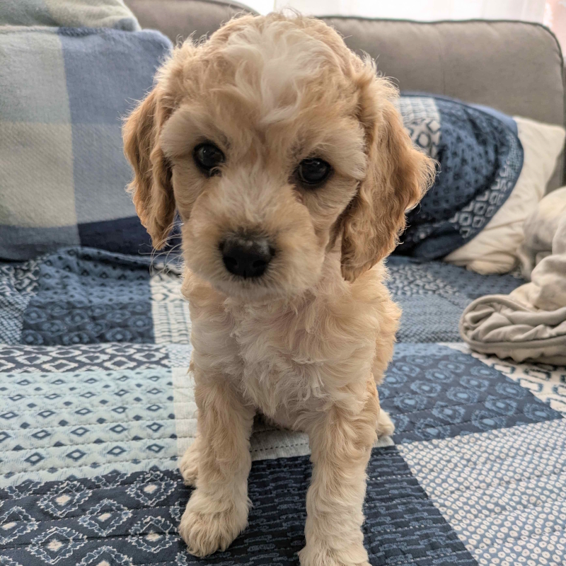 Mini Cockapoo Puppy - Stella 24