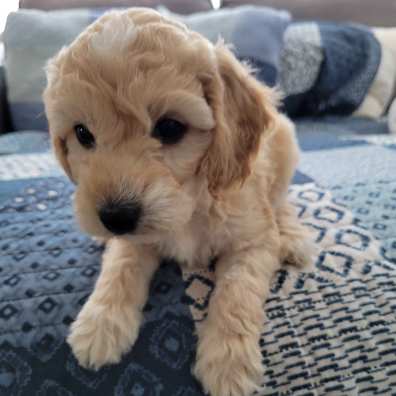 Mini Cockapoo Puppy - Tobi 24