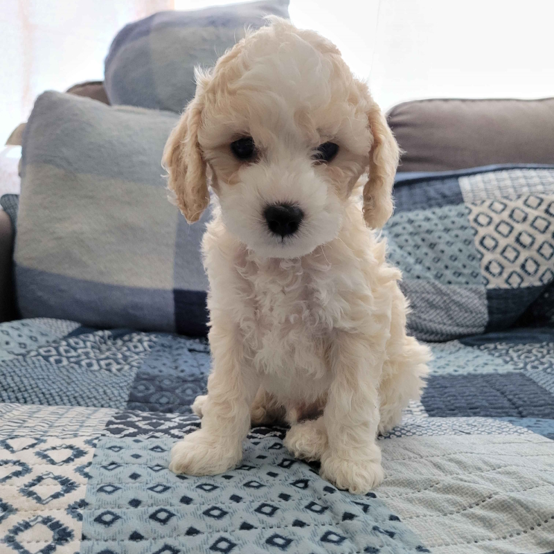 Mini Cockapoo Puppy - Zeke 24