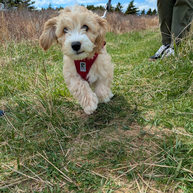 Mini Cockapoo Puppy - Jack 34